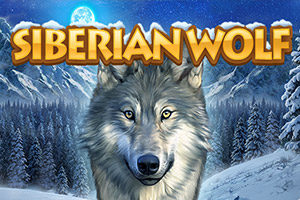 Siberian Wolf